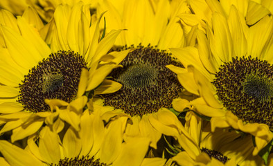 Closeup of beautiful sunflower in market with blurred sunflowers behind