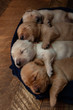© Cavan Images - Puppies sleeping on pet bed at home