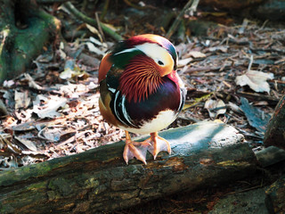 Canvas Print - Colorful Mandarin Duck standing on log