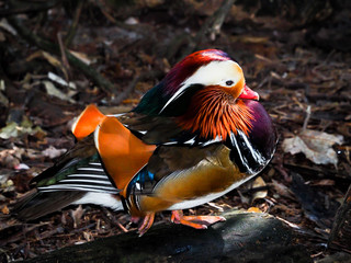 Poster - Colorful Mandarin Duck Standing Profile