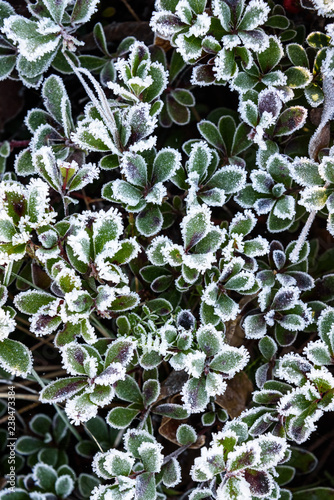 Fotografie, Obraz Plant with small green leaves covered in frost, as a nature background