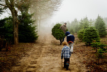 Rear View Of Father With Sons Carrying Pine Trees While Walking On Dirt Road At Farm During Foggy Weather