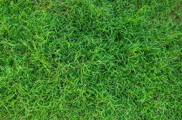 Green grass texture for background. Green lawn pattern and texture background.