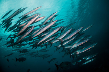 Wall Mural - Huge schools of barracuda swimming together