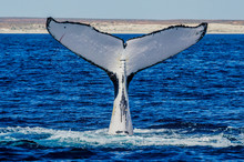 Huge Humpback Whale Tail Splashing At The Surface
