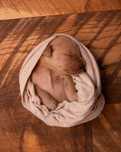High Angle View Of Cute Puppy Sleeping On Blanket At Home