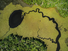 High Angle View Of Algae In Swamp At Chassahowitzka Wildlife Refuge