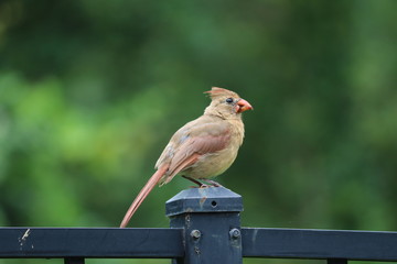 Female cardinal songbird perched on black metal garden fence and bird feeder. 