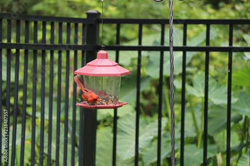 Red Male Northern Cardinal Songbird Perched On Black Metal Garden