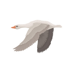 Wall Mural - large gray goose in flying action, side view. wild bird with long neck. ornithology theme. flat vect