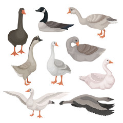 Wall Mural - flat vector set of gray and white geese in different actions. wild and farm birds with long necks. f