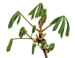 Wall Mural - april spring branch with green fresh leaves of the chestnut tree isolated