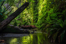 Fern Canyon In Prairie Creek Redwoods State Park, California, USA