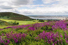 Irish Landscape With Hills Covered By Purple Heather On A Beautiful Summer Day. Howth Scenery In County Dublin, Ireland. 