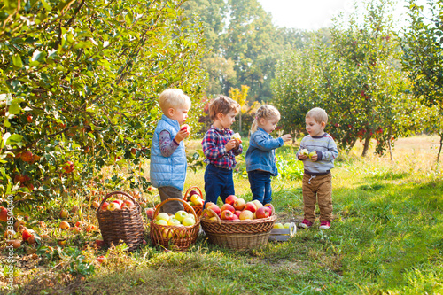 Cuadros en Lienzo Group of small kids eating apples at the tree orchard
