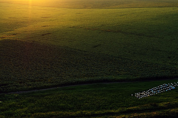 Canvas Print - aerial drone view with sunflower textured field in summer season