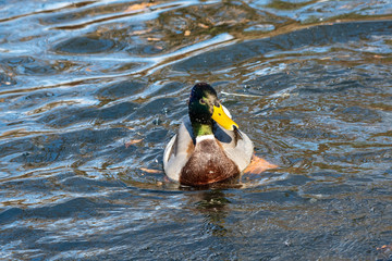 Birds and animals in wildlife. Close up of Male Mallard Duck.