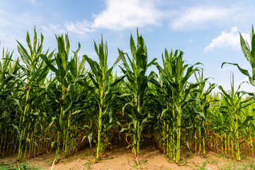 Close up of corn field in the countryside