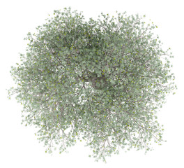 Wall Mural - olive tree with olives isolated on white background. top view