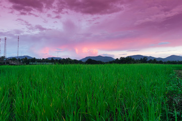 green Rice field view with beautiful Mountain
