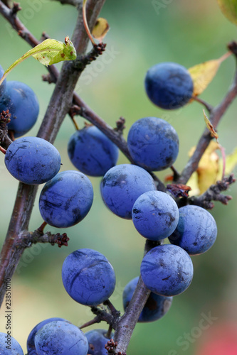 Schlehe (Prunus spinosa) blaue Beeren StockFoto Adobe Stock