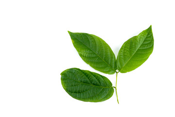 Poster - Leaf Rangoon Creeper Close up