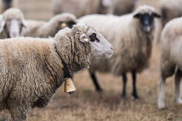 Wall Mural - Bautiful sheep with bell round her neck