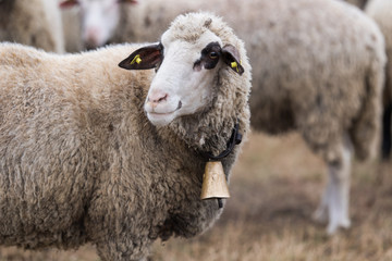 Wall Mural - Bautiful sheep with bell round her neck