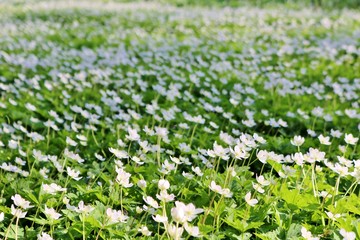 花　二輪草群生　春　とちぎ