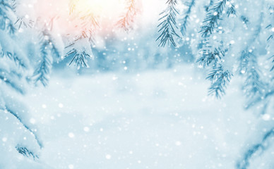 Wall Mural - Winter background. Winter background with snow-covered branches of  Christmas tree in the sunlight