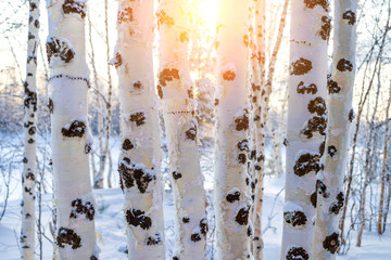 Wall Mural - Winter landscape with snowy trunks of birch tree. Birch trees at sunset