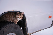 Stray Street Cat Sits On Car Wheel. Homeless Cat Hiding Looking For Warmth In Cold Weather (life In Danger Concept)