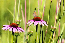 Botanic Garden, Butterfly On Purple Coneflower