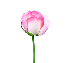 Wall Mural - Beautiful sweet pink rose bud flower isolated on white background, love and romantic concept