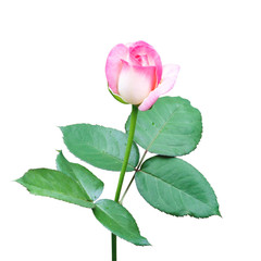 Wall Mural - Beautiful sweet pink rose bud flower isolated on white background, love and romantic concept