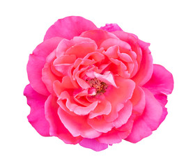 Wall Mural - Beautiful sweet pink rose flower isolated on white background, love and romantic concept