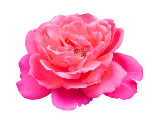Wall Mural - Beautiful sweet pink rose flower isolated on white background, love and romantic concept