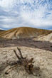 Dead tree desert landscape in death valley national park, climate change concept