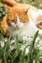 A Beautiful Red Cat Lies In The Spring Forest Near The Snow Sledges