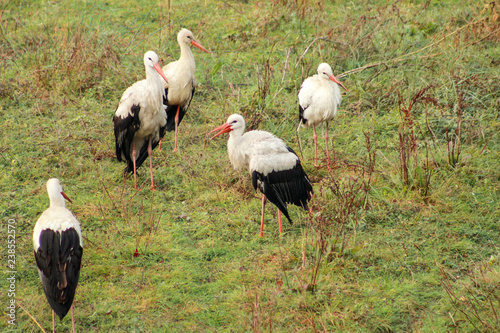 Fotografía Flock of white storks on green grass in nature