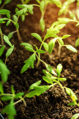 Charming little tomato seedlings on a background of brown soils from black soil