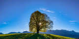 Fototapeta Fototapeta las, drzewa - Germany, Bavaria, Allgaeu, Friedenslinde at Wittelsbacher Hoehe