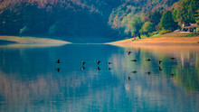 Bulgaria Troyan Municipality, Sopot Dam, Known As Golyama Zhelezna, Flying Flock Wild Ducks Low Over The Dam In Autumn