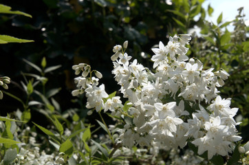 Wall Mural - Blossom of flowering shrub in Swiss cottage garden