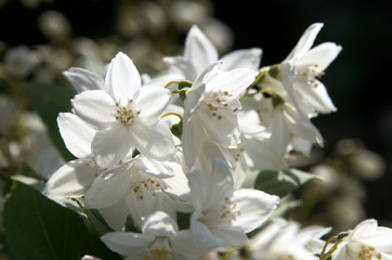 Wall Mural - Blossom of flowering shrub in Swiss cottage garden