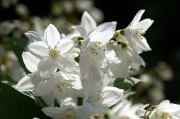 Wall Mural - Blossom of flowering shrub in Swiss cottage garden