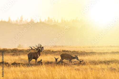 Fotografía Herd of red deer cervus elaphus rutting and roaring during sunset