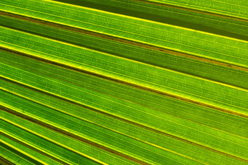 Wall Mural - underside of palm leaf