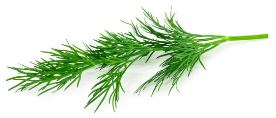 fresh green dill isolated on white background. macro