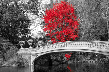 red tree at bow bridge in central park fall landscape scene in new york city